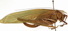 CollectionObject 1529804; d6c5628f-e08a-47a3-afa6-33428ca07f41: female, lateral view (holotype). (CollectionObject).
