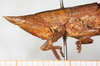 CollectionObject 1531633; ffd116de-21d6-428b-8431-3b74d950107b: female, head and pronotum, lateral view (holotype). (CollectionObject).