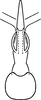 Aedeagus, ventral view on Erythridula magnacalx (Beamer, 1930): Aedeagus, ventral view. (Observation).