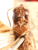CollectionObject 1530301; 74c701b7-d2da-40c8-86bd-5fa7aa52d0f8: male, head and pronotum, dorsal view (holotype). (CollectionObject).