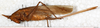 CollectionObject 1576528; a184f736-25c8-4761-803b-8812d12efc46: female, lateral view. (CollectionObject).