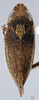 Habitus, dorsal view: (Observation).