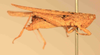 CollectionObject 1584234; c8549a0f-f976-4585-905c-9c01ed767e42: male, right lateral view (neoallotype). (CollectionObject).