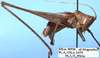 male, lateral view (holotype). Depicts CollectionObject 1504128; 14abc6e0-6131-4d68-a9c0-bcf980c50104, a CollectionObject.