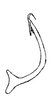 Aedeagus, lateral view: Male holotype: aedeagus, lateral view. (Observation).