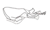 Dichroplus fuscus (Thunberg, 1815): Fig. 11. endophallus, lateral view. (Otu).