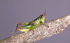 CollectionObject 2014611; c82795a0-c319-4815-941f-f3c8df873359: male alive in lateral view. (CollectionObject).
