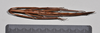 CollectionObject 1558577; NTUC 723, 3f74161b-0c62-46e4-9d98-7d7d23d7bdc2: copyright NTUC. female, dorsal view of synonym Entoria nagoensis (holotype). (CollectionObject).