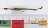 CollectionObject 1560352; fcf0d131-626a-42f1-ae67-34154078e514: copyright ZMUH, Hamburg. male: dorsal view of Sipyloidea normalis (plt). (CollectionObject).