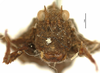 CollectionObject 1521830; OUM 692, 9880cc0b-6556-46cb-81bd-a0f328c92f1b: female, frontal view (holotype of Tettilobus spinifrons). (CollectionObject).