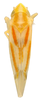 Habitus, dorsal view on Erythridula occidua (Beamer & Griffith, 1935): Habitus (E. dolosa var. interjecta Beamer & Griffith, KSEM collection). (Observation).
