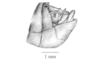 Arimacris trinitatis (Bruner, 1906): Fig. 5D. male abdomen tip, lateral view. (Otu).