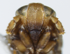 Head: !! display not done !! on Conomelus anceps (Germar, 1821): (Observation).