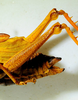CollectionObject 1498830; 38abd980-a705-4fc3-8568-25bebe49a58c: 2012. female, abdomen, lateral view. (CollectionObject).