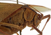 CollectionObject 1529804; d6c5628f-e08a-47a3-afa6-33428ca07f41: female pronotum, lateral view (holotype). (CollectionObject).