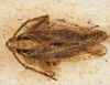 Habitus, dorsal view: !! display not done !! on Copicerus irroratus Swartz, 1802: (Observation).