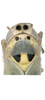 Head on Anuihuajianga pyramidalis Zhang & Song, 2022: head and thorax, dorsal view. (Observation).