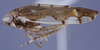 Habitus, lateral view: (Observation).