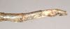 CollectionObject 1559877; NHMUK(SF IMPORT DUPLICATE) 845086, cec9353d-0311-4129-b4c7-132ab6f7d6e5: copyright Natural History Museum, London. female: end of abdomen, lateral view of synonym Monandroptera inuncans (lectotype). (CollectionObject).