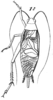 Itara (Phormincter) microcephala (Haan, 1844): Pl. 17, Fig. 52(1). male. (Otu).