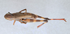 CollectionObject 2737807; 488e0acf-27f9-45e3-abb4-20aa81bdf37f, CNCI 13484: Boopedon nubilum (Paratype) Dorsal. Boopedon nubilum. (CollectionObject).
