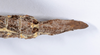 CollectionObject 1561385; fa06fa7b-f04b-40ad-9af3-c2afaba9951f: copyright ANSP. female: end of abdomen, ventral view (holotype). (CollectionObject).