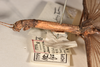 CollectionObject 1561969; 6934107a-0fed-42b2-8689-b1abe6f66424: copyright OUMNH. female: head & thorax, lateral view of Necroscia lysippus (holotype). (CollectionObject).