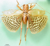 CollectionObject 1500176; 923a97bf-b74e-4660-9daf-5bf4df9fd112, MfN 3042: female, dorsal view (holotype). (CollectionObject).