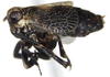 Habitus, lateral view: !! display not done !! on Phyllodinus nervatus Van Duzee, 1897: (Observation).
