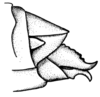 Leiotettix viridis Bruner, 1906: Fig. 6. female abdomen tip, lateral view. (Otu).