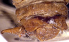 CollectionObject 1567597; cee43aac-cce6-40dd-b72f-bbb115ae7ccd: male abdomen tip, dorsal view. (CollectionObject).