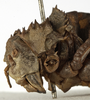 CollectionObject 1530598; 1f32a12e-8289-46a6-af11-da3648c39908: female pronotum, lateral view (syntype of Locusta pupaspinosa). (CollectionObject).