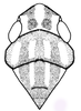 Head: !! display not done !! on Tetralidia prolata (Bortolli Chiamolera & Cavichioli, 2004): Head, pronotum and mesonotum, dorsal view. (Observation).