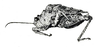 Cladonotella gibbosa (Haan, 1843): Fig. 32. female habitus. (Otu).