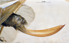 CollectionObject 1532827; 6f2e9492-333f-4825-9e4f-915c5674253c: female ovipositor. (CollectionObject).
