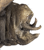 CollectionObject 1533183; 7be62e41-b2e9-450f-813a-e060cec74df2: male terminalia, lateral view (holotype). (CollectionObject).