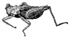 Chiriquia compressa Günther, 1939: Fig. 163. female, lateral view (total length 8.9-9 mm, pronotum 7.7-8 mm, hind femur 5.5 mm). (Otu).