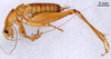 CollectionObject 1507480; a7baa946-634e-448d-8d86-36036ab641ae: Male, lateral view (holotype). (CollectionObject).