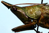 CollectionObject 1522241; f5a774ab-b618-4855-8ab1-cafb415ce5d0: male head and pronotum, lateral view (holotype). (CollectionObject).