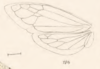 Forewing: !! display not done !! on Entylia mira Butler, 1877: (Observation).