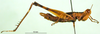 CollectionObject 1500966; 78bd7c26-6bdd-4fb7-b3ef-0f01896e2efa: female, lateral view (holotype). (CollectionObject).