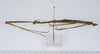 CollectionObject 1557081; ee83db3c-c298-4bfd-97a6-4bf99992b93a: copyright ZMUH, Hamburg. male, lateral view (syntype). (CollectionObject).;CollectionObject 1557082; 23000b72-56cc-4352-b179-0532f7f9af54: copyright ZMUH, Hamburg. male, lateral view (syntype). (CollectionObject).;CollectionObject 1557083; 6768d7bd-8771-437c-a457-e6fa230fbd93: copyright ZMUH, Hamburg. male, lateral view (syntype). (CollectionObject).