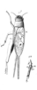 Lepidogryllus parvulus (Walker, 1869): Pl. 12, Fig. 11(1-2), as Gryllus lepidus. male, dorsal view and end of hind tibia. (Otu).