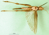 CollectionObject 1501515; 425a09b1-ce2c-4963-97d0-d9b8822d2d9c: female, ventral view (holotype). (CollectionObject).