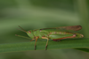 FieldOccurrence 280; d1021cfc-a1fd-4150-b25f-81996f480a7e; Tanzania
North Pare Mountains, 2010/01/28: male. (FieldOccurrence).
