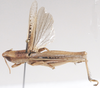 Tristria angolensis Bolívar, 1890: dorsal view. (Otu).