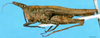 CollectionObject 1576841; a341aa18-38e4-4085-8266-03c1069857be: male, lateral view (syntype). (CollectionObject).