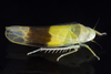 Live specimen: !! display not done !! on Typhlocyba transviridis Christian, 1953: (Observation).