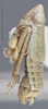 Habitus, lateral view on Athysanella (Gladionura) alsa Ball & Beamer, 1940: Lateral. (Observation).