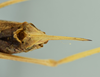 CollectionObject 1531870; 1d0f0300-54ba-421f-a28d-7fb3256723c3: female terminalia, ventral view (holotype). (CollectionObject).